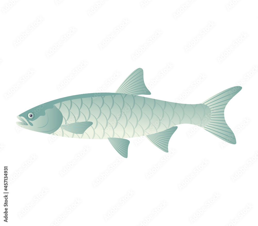 Fish Fish
