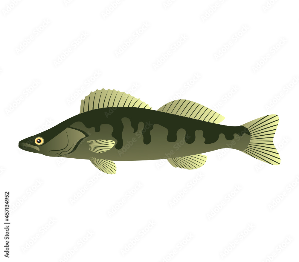 Fototapeta premium Fish