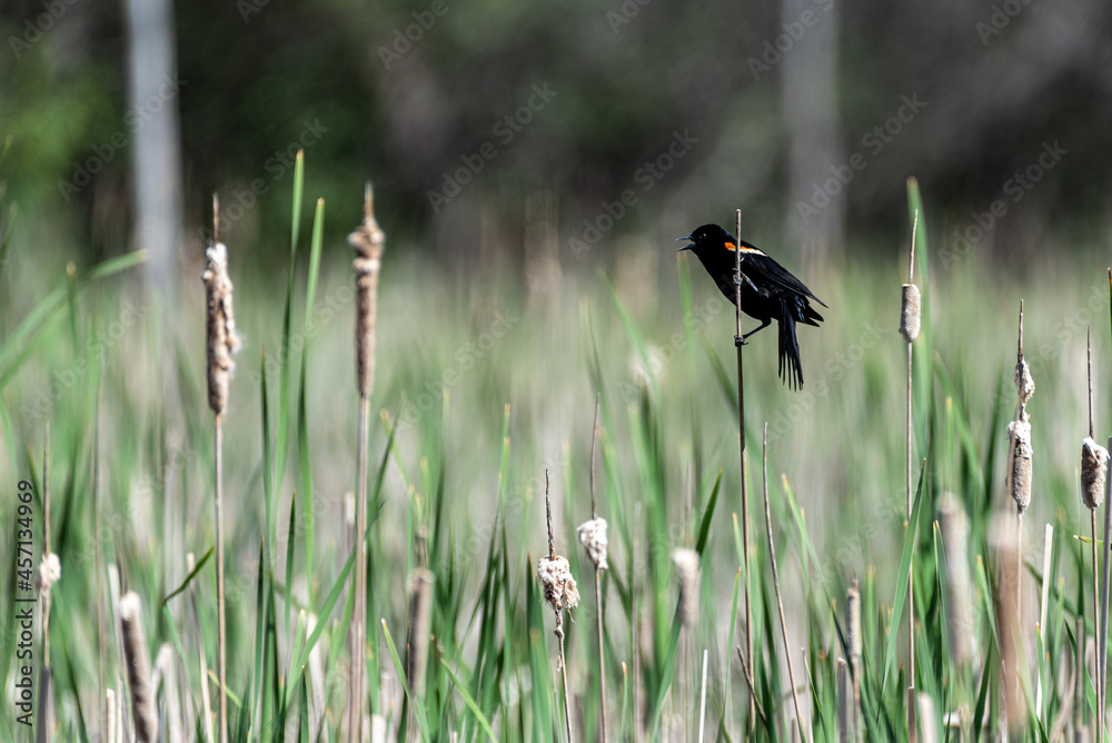 red-winged blackbird perched on a reed in a wetland red-winged blackbird perched on a reed in a wetland