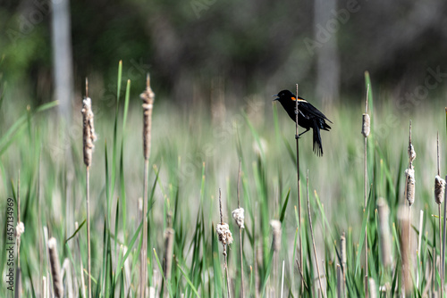 red-winged blackbird perched on a reed in a wetland © Mark
