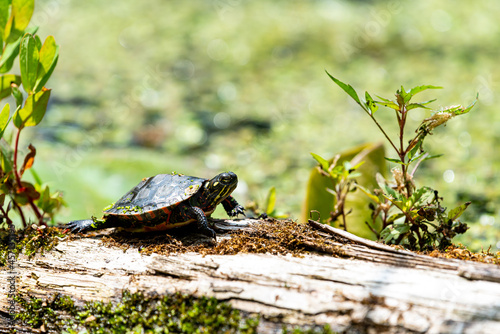 baby painted turtle on a log in a pond photo