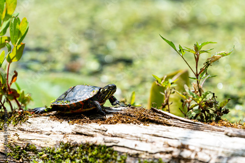 baby painted turtle on a log in a pond
