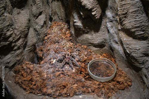 tarantula in the terarium behind glass on a crumb of wood bark photo