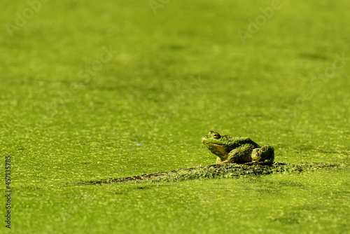 green bullfrog on a log in a green pond