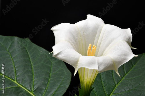 thorn apple with white flower