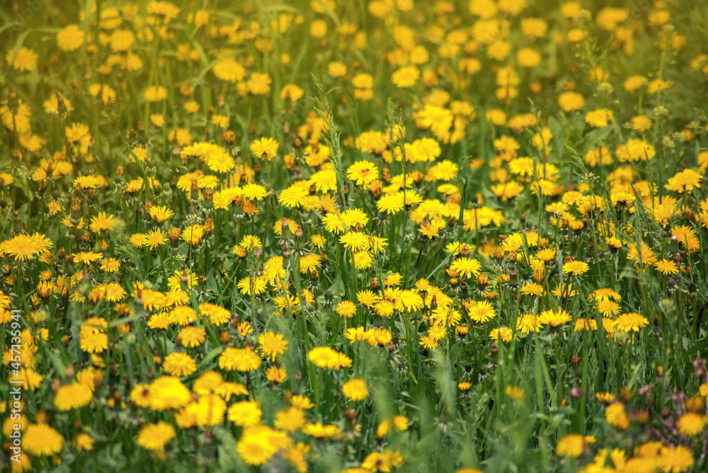 sunny summer meadow with yellow dandelion flowers