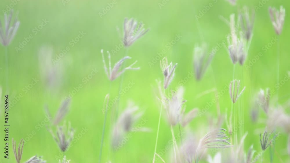 wind blowing reeds grass flower with green paddy rice field background wind blowing reeds grass flower with green paddy rice field background
