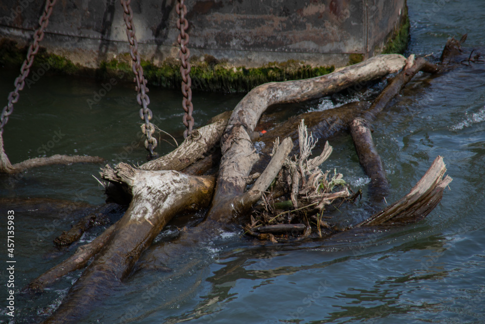 Driftwood in the river