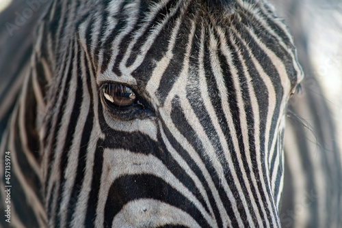 Fototapeta Naklejka Na Ścianę i Meble -  kind look of a beautiful zebra