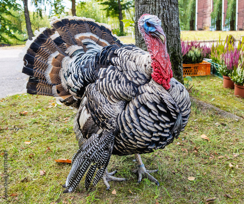 A domesticated turkey, a male walks around the yard