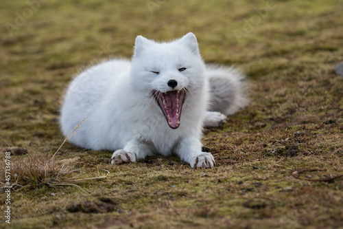 Lis polarny - arktyczna słodycz nie tylko ołudniowego Spitsbergenu
