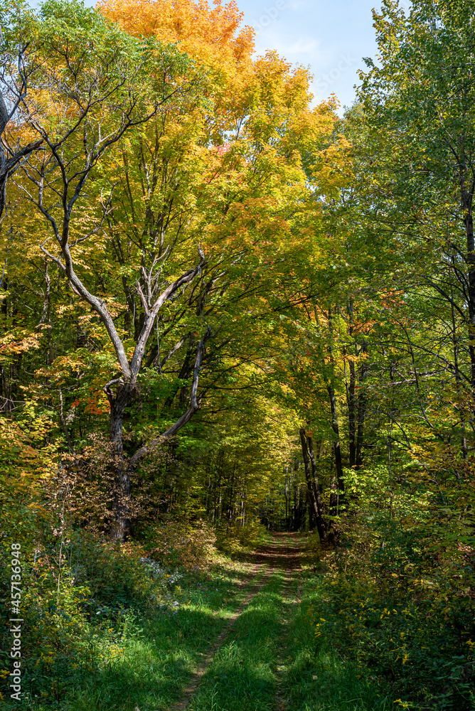 forest trail in the fall forest trail in the fall