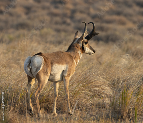 pronghorn  antelope  bucks 
