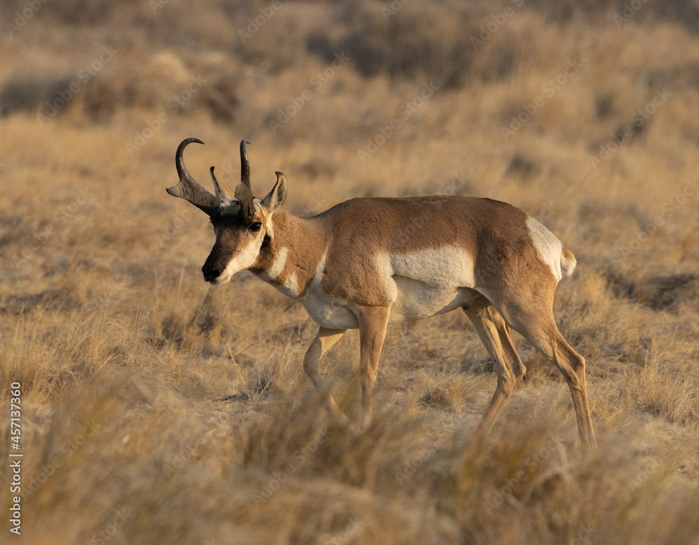 Fototapeta premium pronghorn, antelope, bucks 