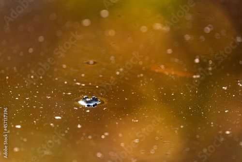 Canvastavla frog lurking at the surface of the water