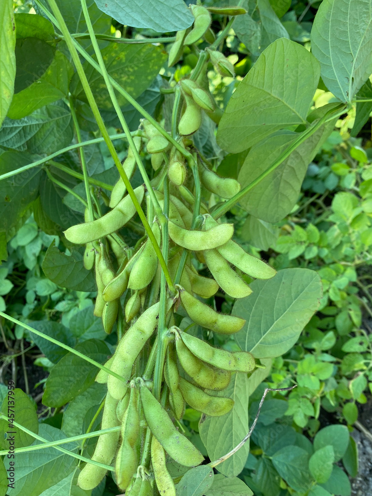 Fototapeta premium green beans in the garden