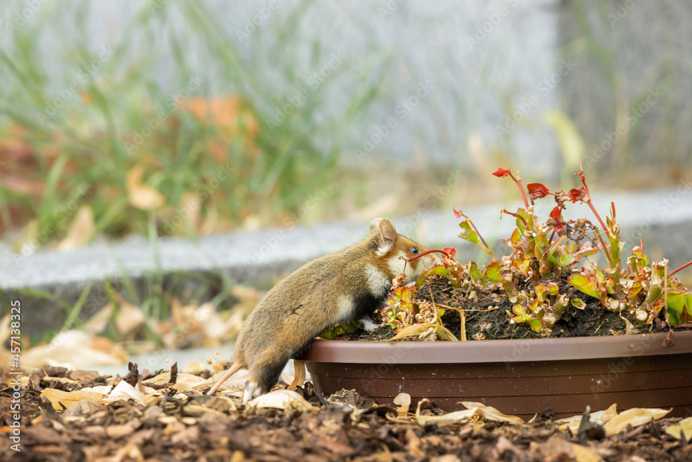 Fototapeta Ein frecher Hamster knabbert an den Friedhofsblumen.