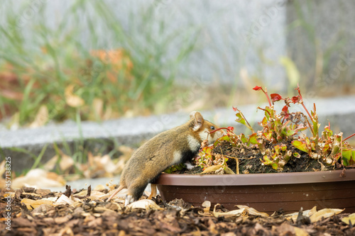Ein frecher Hamster knabbert an den Friedhofsblumen. photo