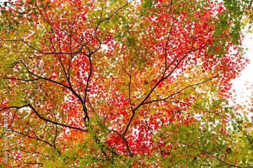 紅葉 もみじ 箕面公園