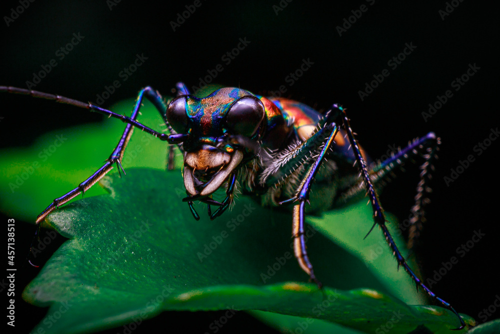 Naklejka premium close up shot tiger beetle on green leaf