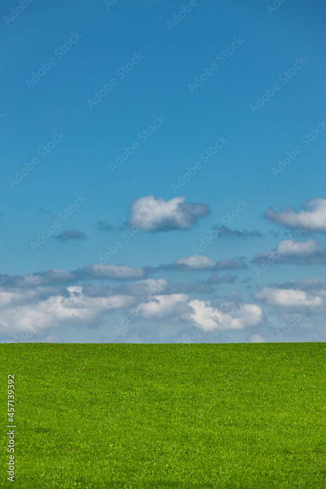 Obraz premium Grüne wiese mit Blauem himmel und weissen Wolken