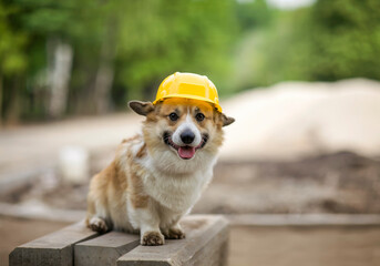 funny corgi dog in a yellow hard hat is sitting on a construction site