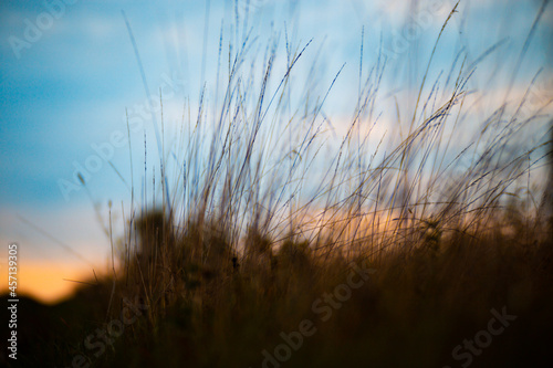 Natural strong blurry background of green grass blades close up. Fresh grass meadow in sunny morning. Copy space.