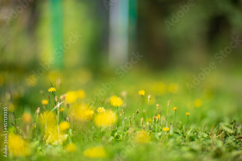 Fototapeta Naklejka Na Ścianę i Meble -  Natural strong blurry background of green grass blades close up. Fresh grass meadow in sunny morning. Copy space.