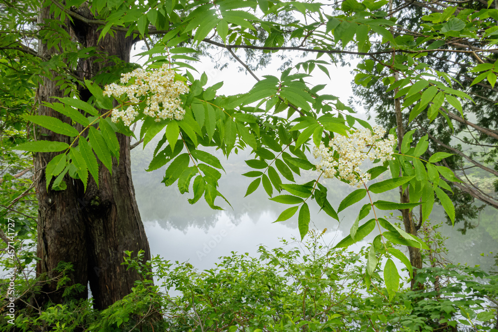 霧の中のナナカマドの花と湖面に逆さまで投影された木立 Stock Photo Adobe Stock