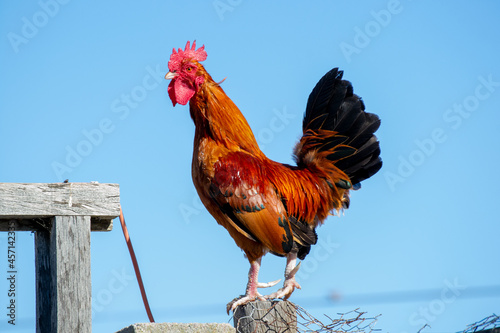 Stampa su Tela rooster in the farm
