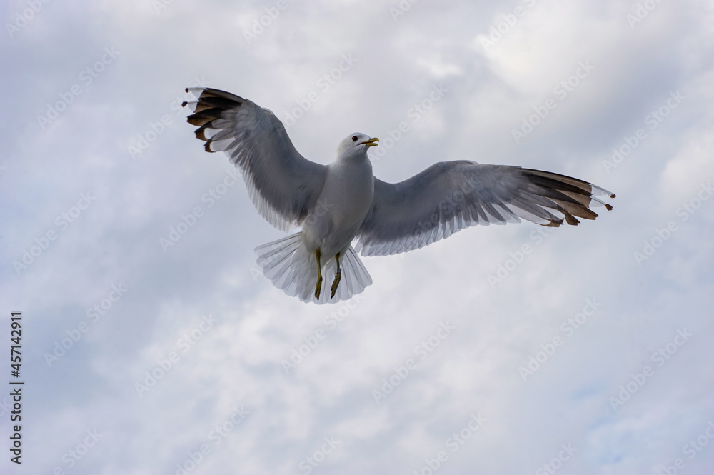 Obraz premium A seagull flies in the sky with clouds.