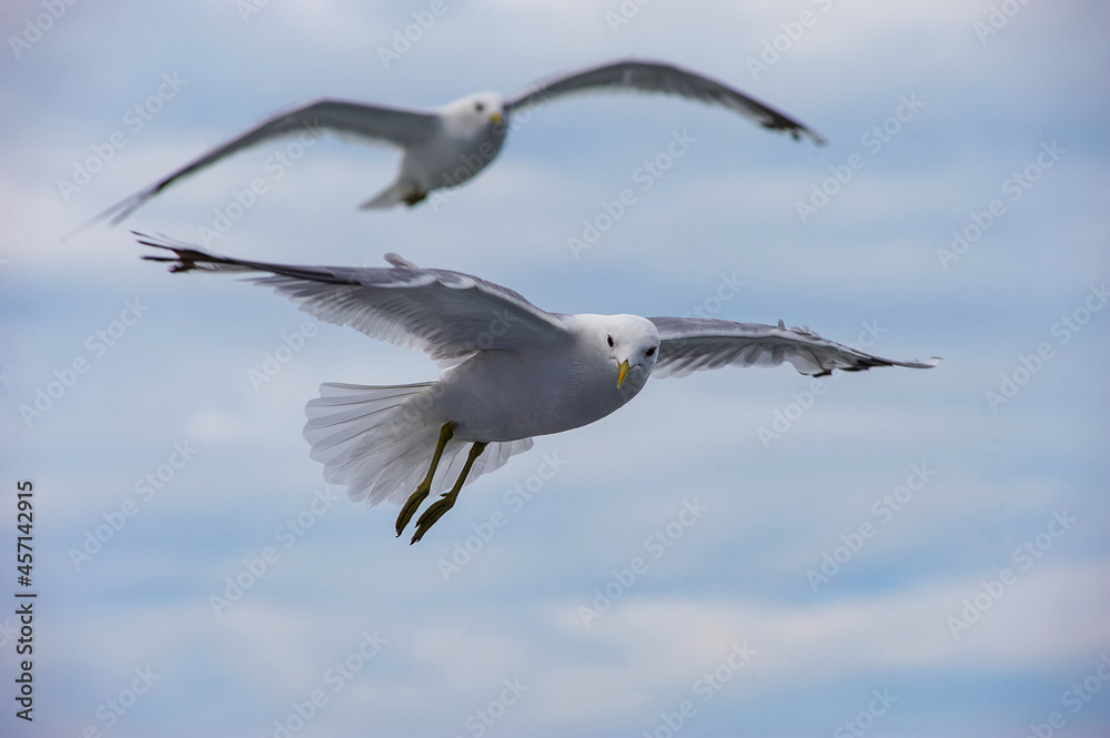 A seagull flies in the sky with clouds. A seagull flies in the sky with clouds.