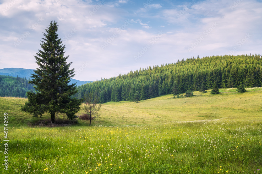 Amazing view with a summer mountain meadow, Rhodope mountains in Bulgaria.
