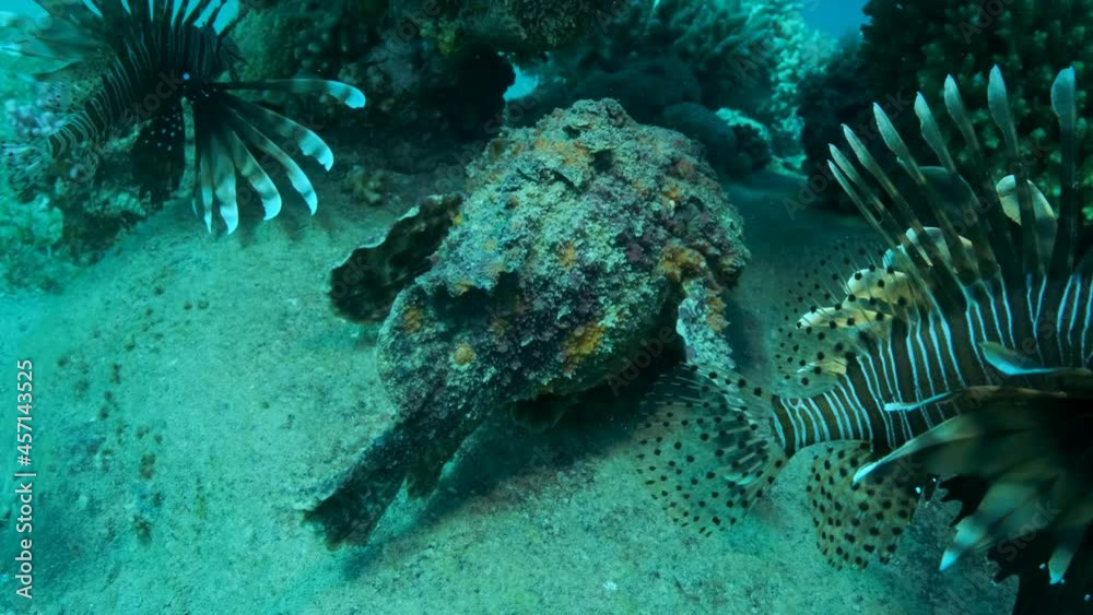 Close-up of the Stonefish is hiding under the coral next to two Lionfish. Reef Stonefish (Synanceia verrucosa) and Red Lionfish (Pterois volitans), slow motion Close-up of the Stonefish is hiding under the coral next to two Lionfish. Reef Stonefish (Synanceia verrucosa) and Red Lionfish (Pterois volitans), slow motion