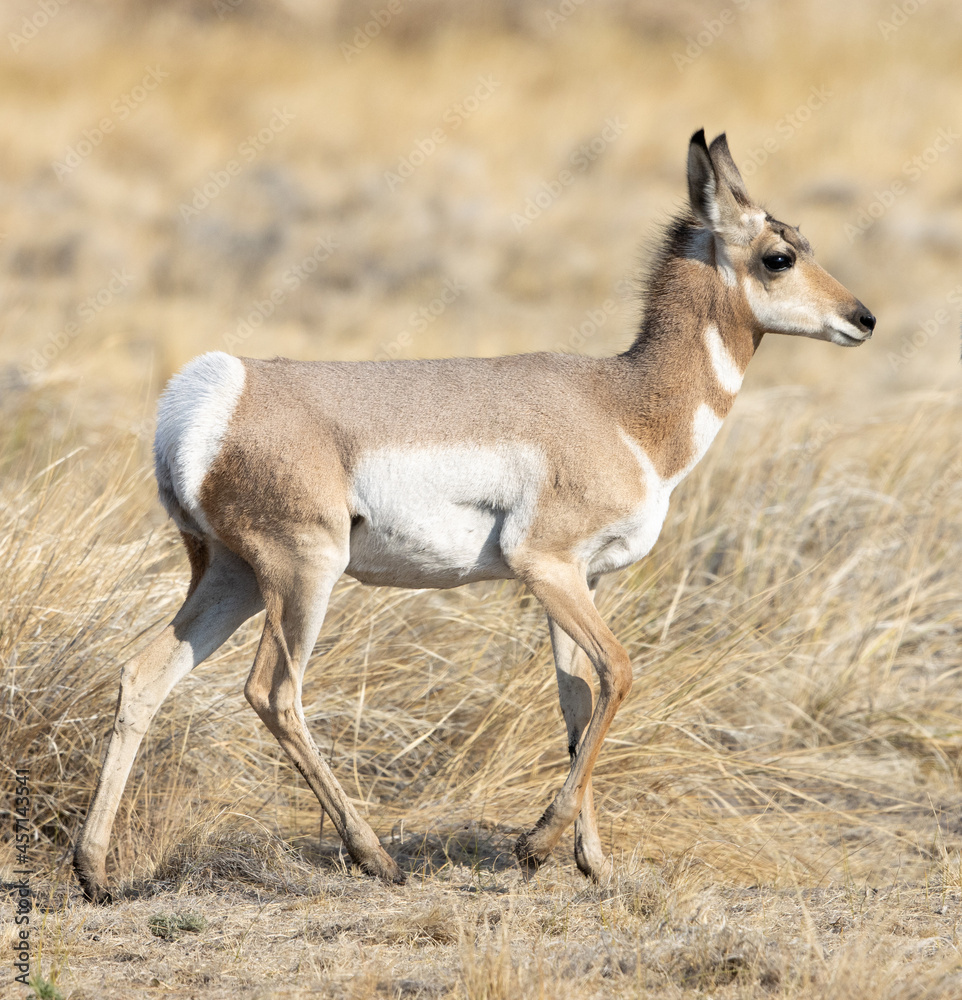 pronghorn antelope