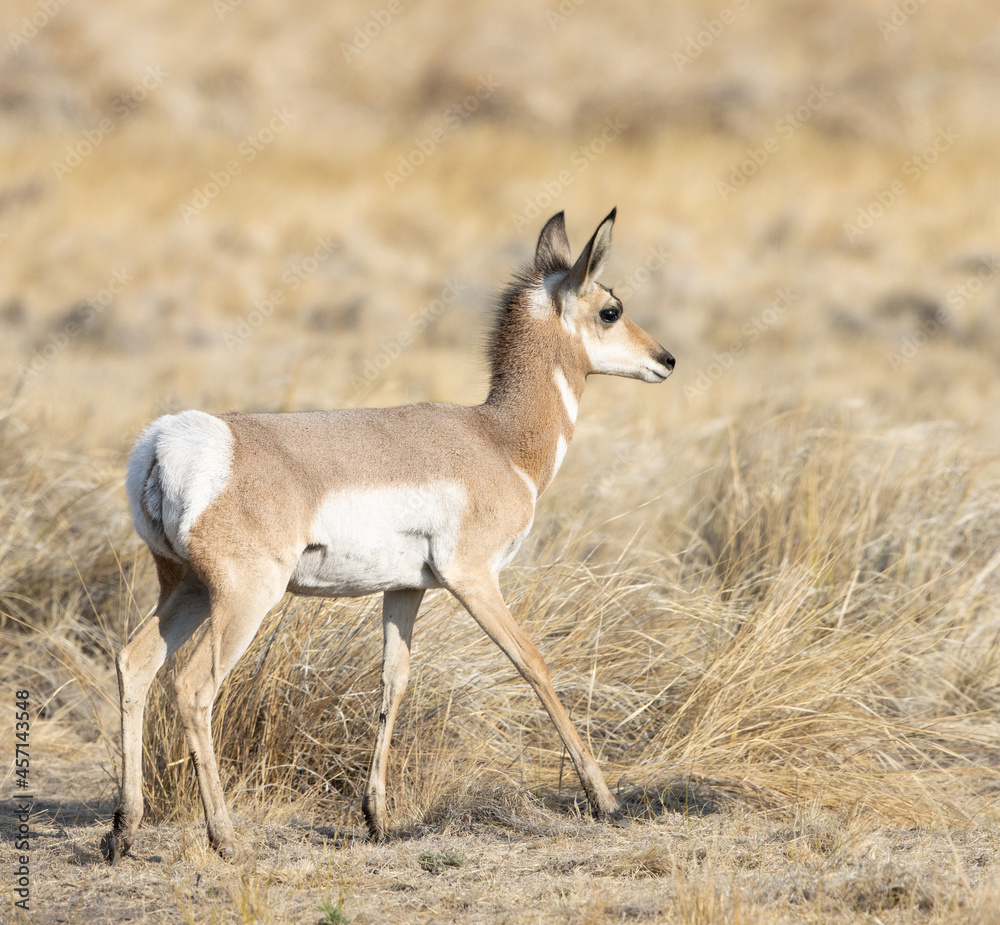 pronghorn antelope