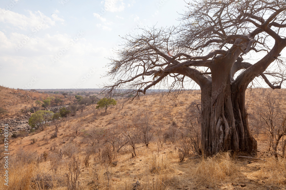 Adansonia digitata, the African baobab in the dry season. It is the most widespread tree species of the genus Adansonia, the baobabs, and is native to the African continent, enduring dry conditions. Adansonia digitata, the African baobab in the dry season. It is the most widespread tree species of the genus Adansonia, the baobabs, and is native to the African continent, enduring dry conditions.