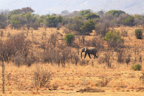 Photos Solitary elephant
