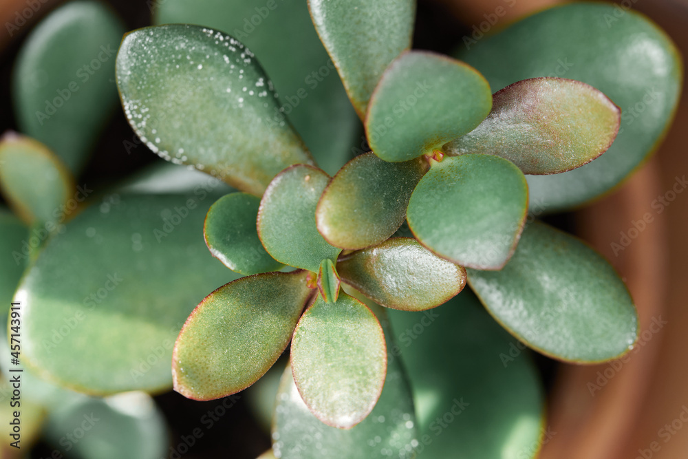 Closeup of succulent plant Closeup of succulent plant