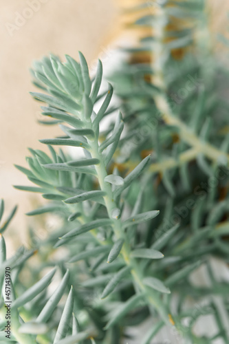 Closeup of succulent plant © CreativePhotography
