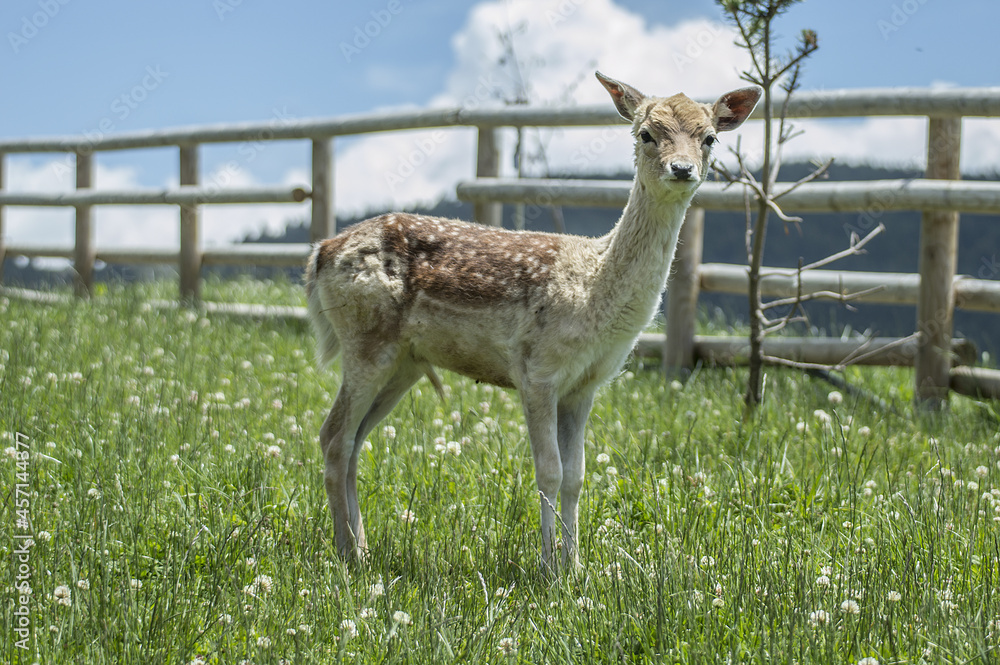 Fototapeta premium Small deer grazing in a green meadow