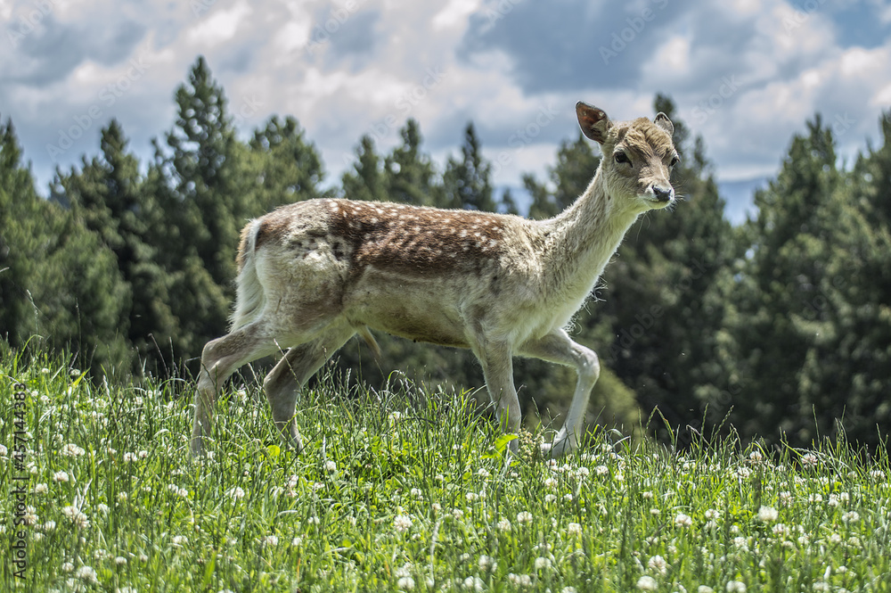 Fototapeta premium Small deer grazing in a green meadow