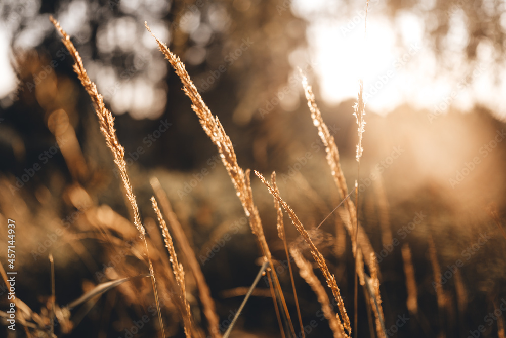 Fototapeta premium sunset in the grass