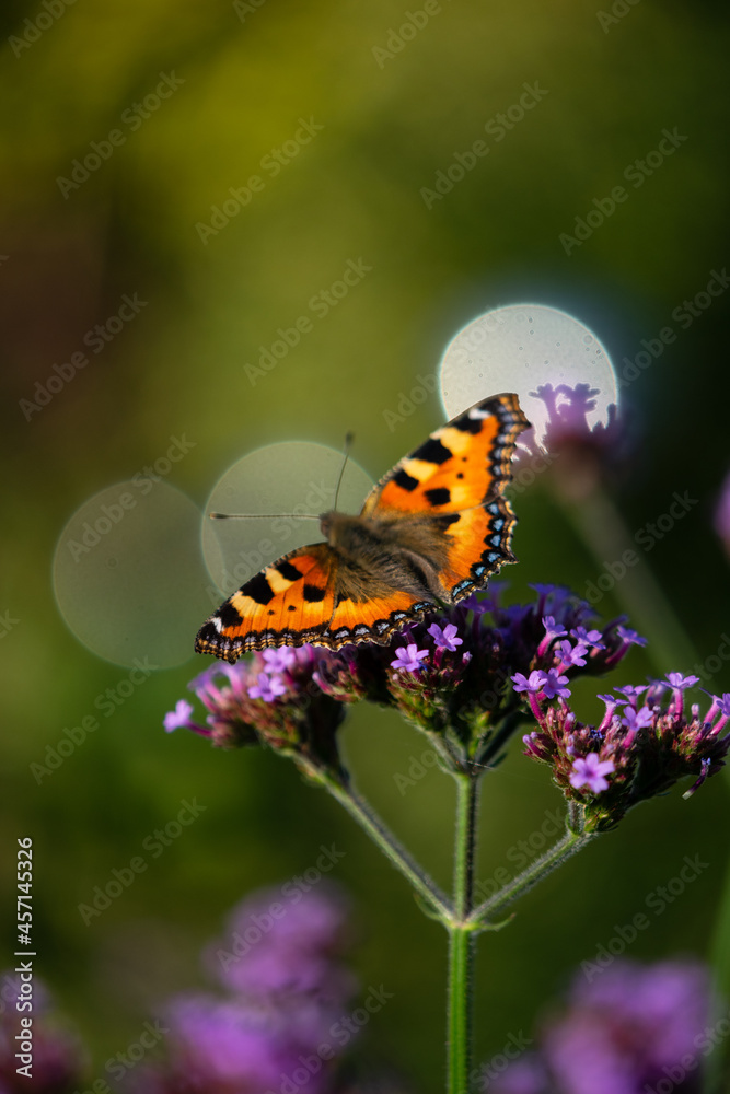 Obraz premium Small tortoiseshell pollinating verbena flowers in a garden.