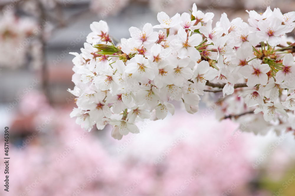 桜(ソメイヨシノ) 桜(ソメイヨシノ)