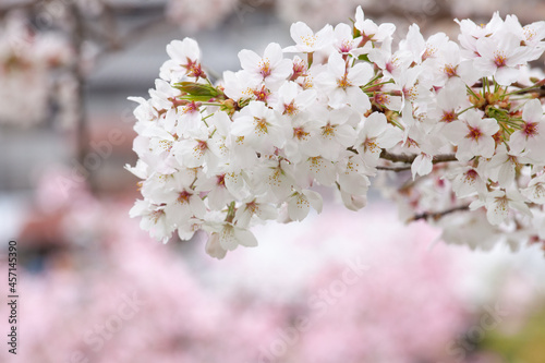桜（ソメイヨシノ） © naomer