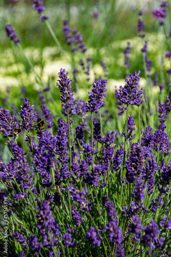 Obraz premium Lavender, close up of fresh lavender field.