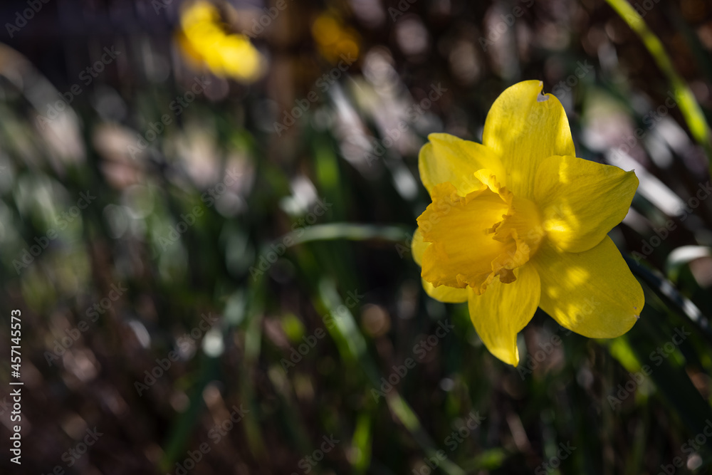 Narcissus jonquilla, (jonquil or rush daffodil) - yellow flower on the garden. Narcissus jonquilla, (jonquil or rush daffodil) - yellow flower on the garden.