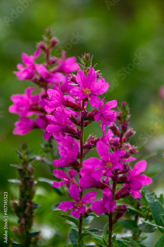 Purple loosestrife (lythrum salicaria)– pink flowers on a summer meadow or garden.