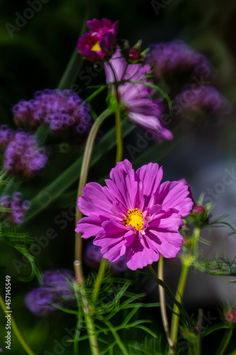 Mexican aster (cosmos bipinnatus) – a pink flower on the summer garden.